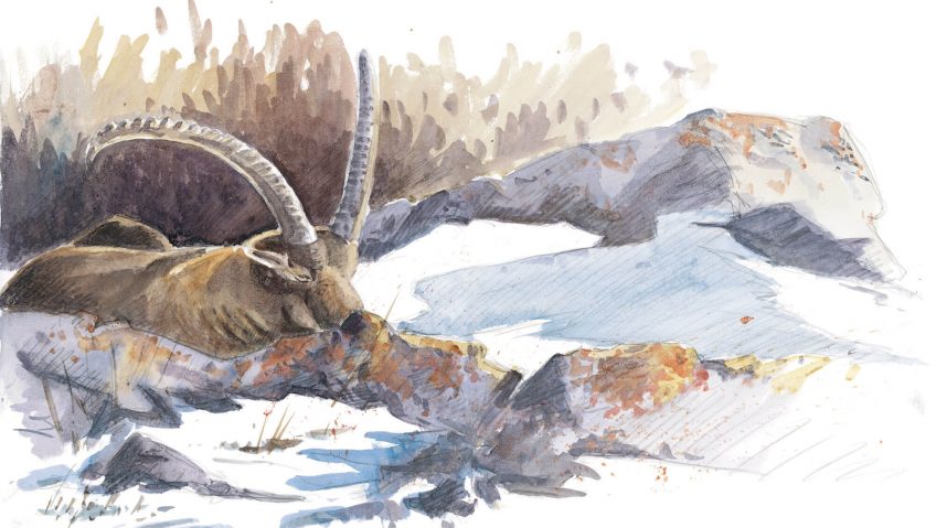 Les bouquetins, seigneurs des cimes en hiver