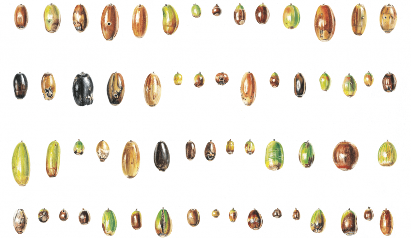 Destins de fruits version Zen