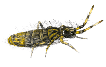 Recherche du tardigrade: la traversée des mousses