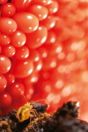 Collembole devant un buffet de rêve: un mur de myxomycètes Au bal des collemboles