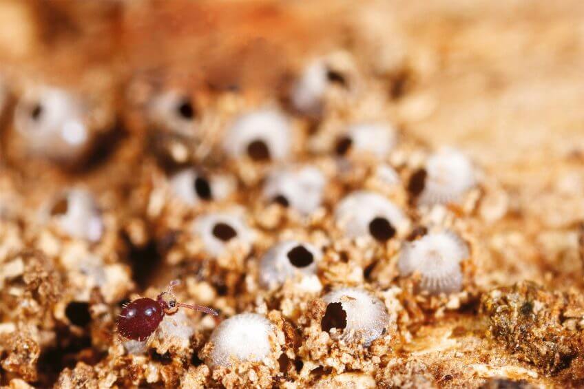 Collembole symphypléone Au bal des collemboles