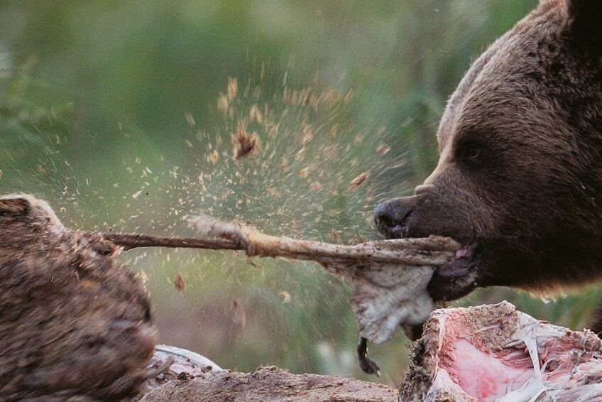 Contrairement aux ours scandinaves, les plantigrades de France ou d’Italie sont aux trois quarts herbivores. Mais il leur arrive de se nourrir à l’occasion de charognes ou de brebis non gardées. La polémique de l' ours