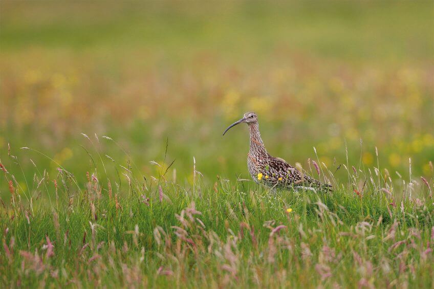 Courlis cendré Balade au marais du Rotheqnthurm