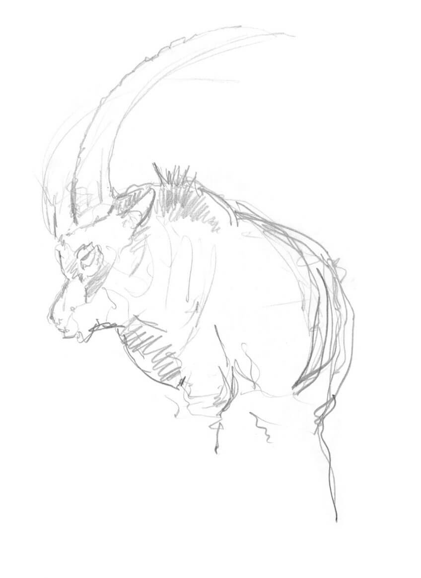 Croquis de bouquetin Les bouquetins, seigneurs des cimes en hiver