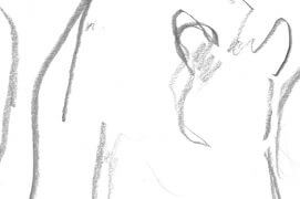 Croquis d'ours / © Jacques Rime