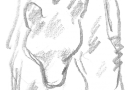 Croquis d'ours / © Jacques Rime