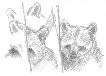 Croquis d'ours / © Jacques Rime