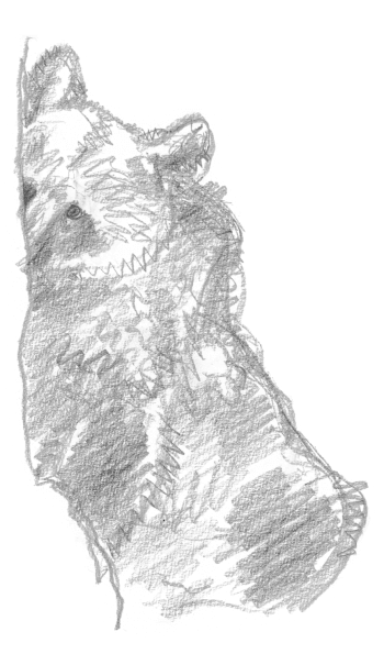 Croquis d'ours / © Jacques Rime