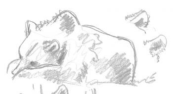 Croquis d'ours / © Jacques Rime
