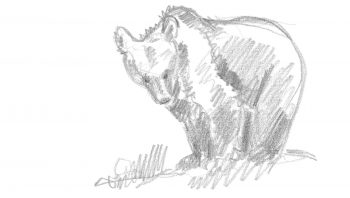 Croquis d'ours