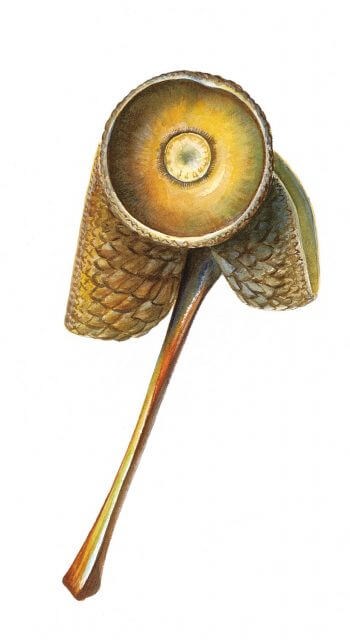 Destins de fruits version Zen