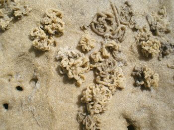 Des rejets typiques d’arénicoles, gourmandises appréciées des petits échassiers. Promenade au bassin d'Arcachon
