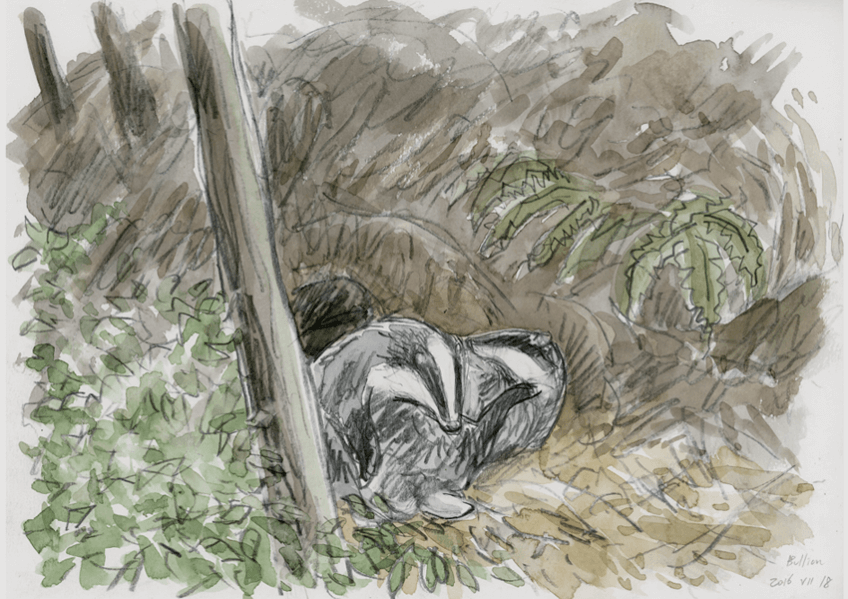 Blaireaux par Tsunéhiko Kuwabara