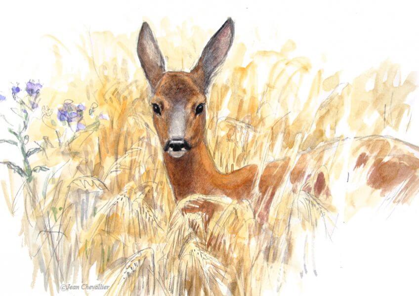 Femelle chevreuil par Jean Chevallier