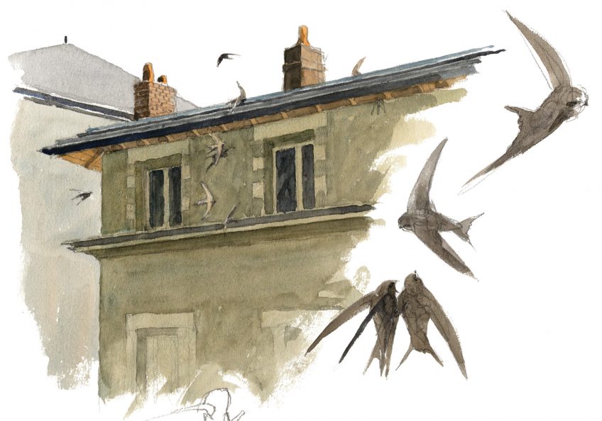 Martinets noirs par Denis Clavreul