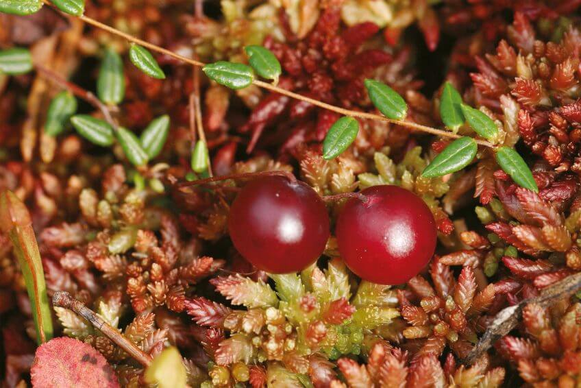 En automne, le marais se couvre de canneberges charnues. Balade au marais du Rotheqnthurm