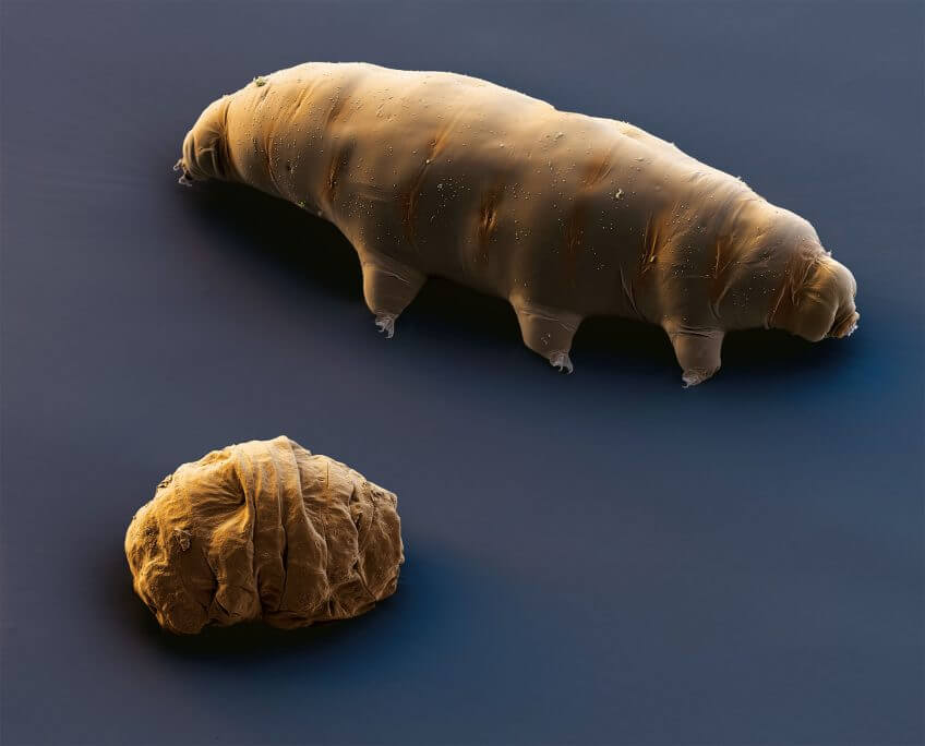 En-haut, Macrobiotus richtersi, peu avant sa mtamorphose en tonnelet indestructible. En-bas, le même tardigrade prêt à attendre durant des mois le retour de conditions favorables. Cette métamorphose radicale est l’objet de nombreuses recherches. Les scientifiques espèrent ainsi découvrir comment mieux conserver des tissus vivants.