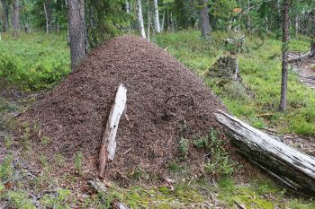 Fourmilière Une année dans la vie d'un ours
