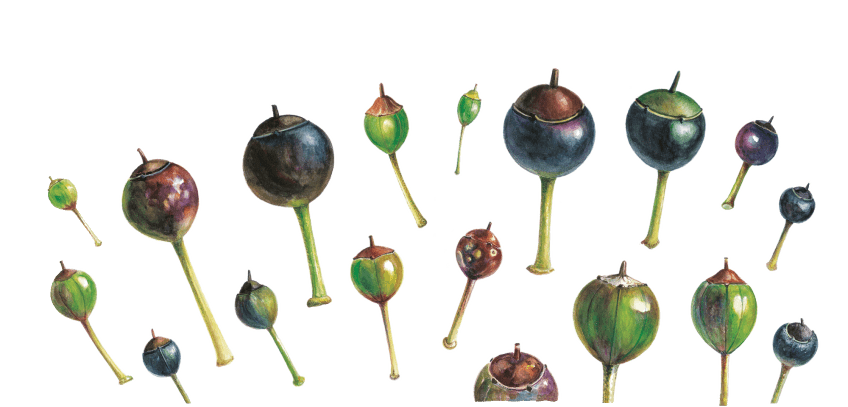 Destins de fruits version Zen