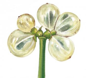 Destins de fruits version Zen