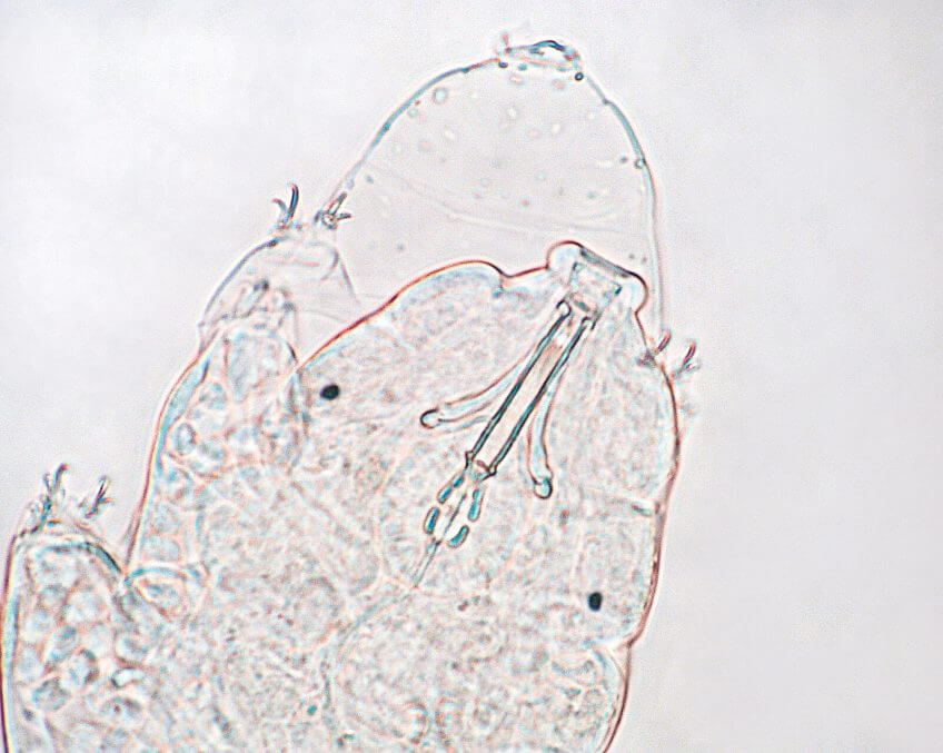 Gueule de tardigrade Le tardigrade, p'tit bonhomme à huit pattes