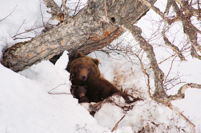 La mère accompagnée de ses oursons ne quitte pas sa tanière avant le mois d’avril. En revanche, les mâles délaissent leur cavité dès le mois de février. L' ours, à la conquête des Alpes