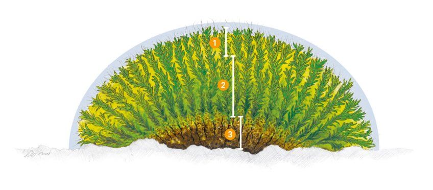 Recherche du tardigrade: la traversée des mousses