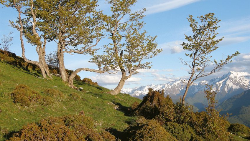 Paroles d'hommes sur les ours
