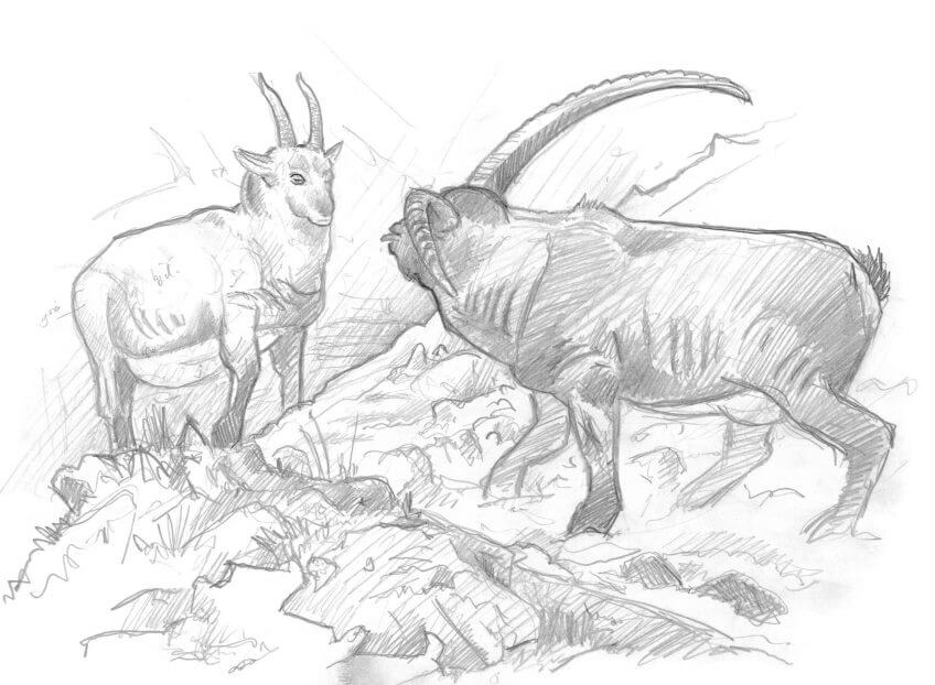 Le bouc en plein rut: «Il tire la langue, lève la tête en arrière, tous muscles tendus.» Les bouquetins, seigneurs des cimes en hiver