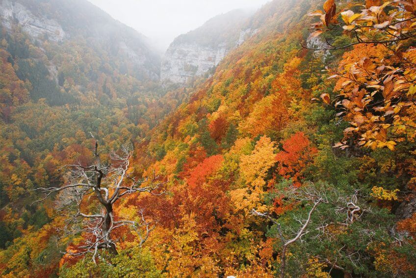Le domaine de l'ours en automne Une année dans la vie d'un ours