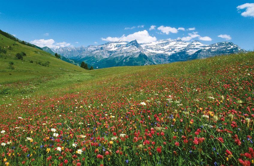 Le domaine de l'ours en été Une année dans la vie d'un ours
