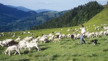 Le retour de l’ours dans les Pyrénées centrales a contribué à revaloriser le métier de berger.