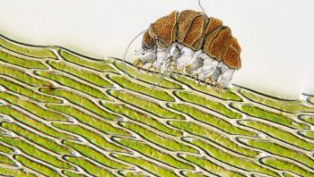 Le tardigrade est vraiment… minuscule! Ici en comparaison avec des cellules de mousse.