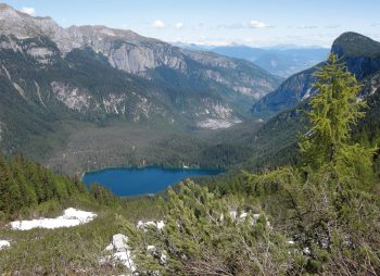 Le Trentin, non loin de la Suisse, accueille des ours.