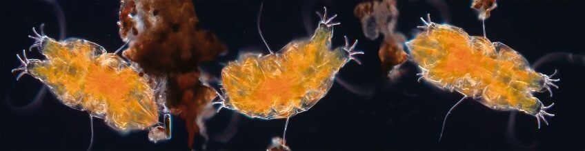 Les 8 pattes des tardigrades ne sont pas faites de segments articulés comme celles des insectes. Ce sont des expansions creuses de la paroi du corps terminées par des griffes. Elles sont sécrétées par des glandes de leur épiderme. Le tardigrade: ours, sphinx ou paresseux?