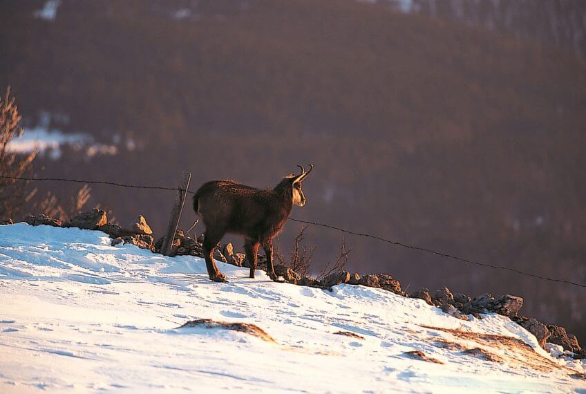 Les chamois s’observent dans les barres rocheuses comme dans les clairières. Promenade sur l'alpage du Mont d'Or