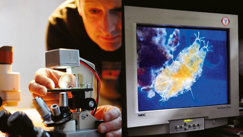 Comment observer les tardigrades