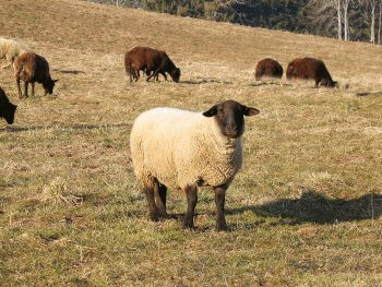 Mouton Isoler son habitation au naturel