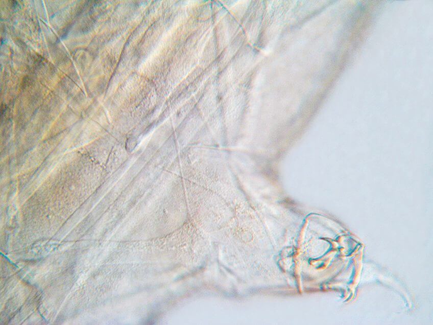 Muscles et nerfs de tardigrade Le tardigrade, p'tit bonhomme à huit pattes