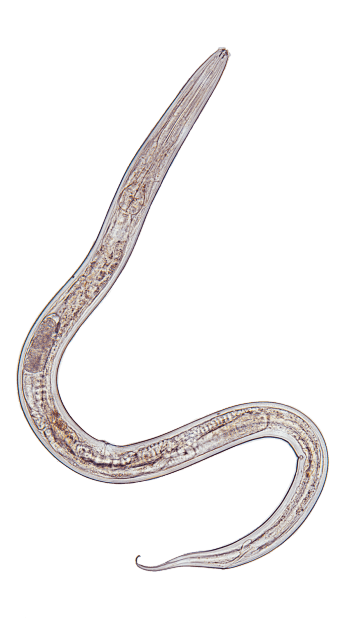 Nématode Rotifères, nématodes et cie... habitants de l'eau