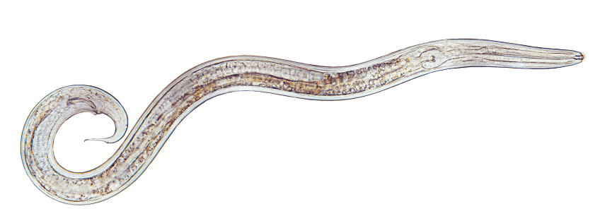 Nématode Rotifères, nématodes et cie... habitants de l'eau