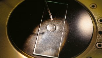 Observation du bestiaire qui habite une goutte d'eau.