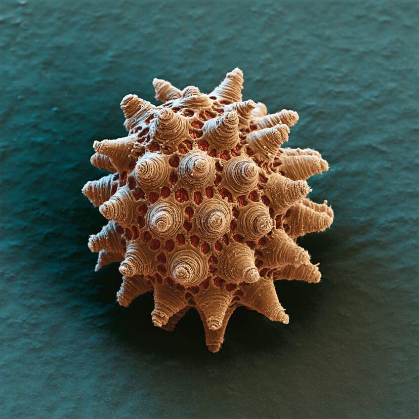 Oeuf de tardigrade La reproduction des tardigrades