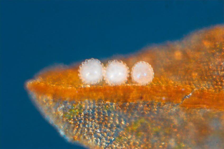 Oeufs de tardigrade La reproduction des tardigrades