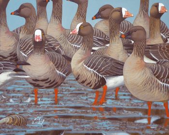 Oies naines, un des oiseaux les plus rares d'Europe