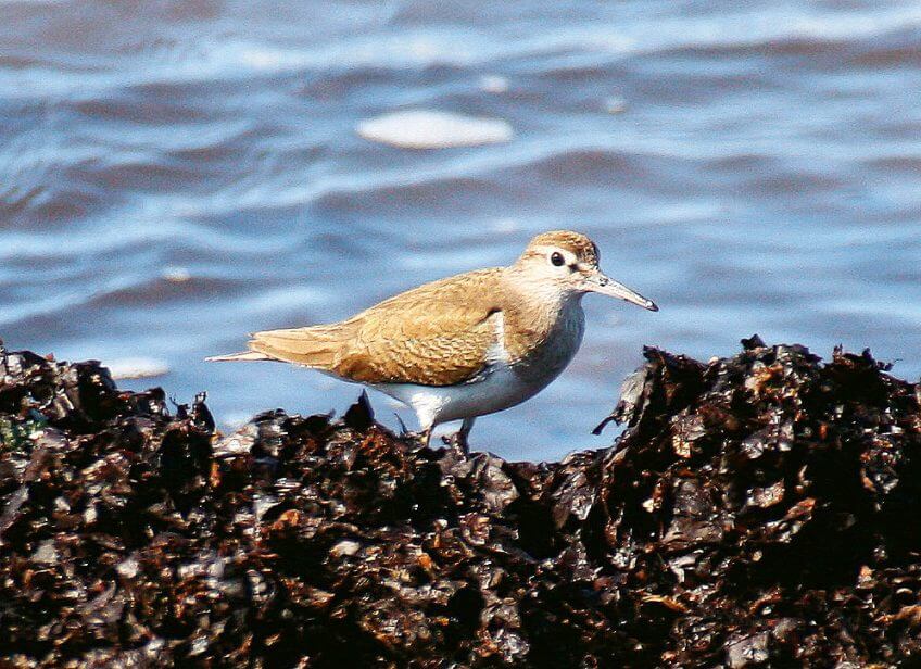 On pouvait trouver le chevalier guignette sur les bords de la Sin-gine jusqu’aux crues de 2005. On espère son retour depuis lors. Balade vers la Singine