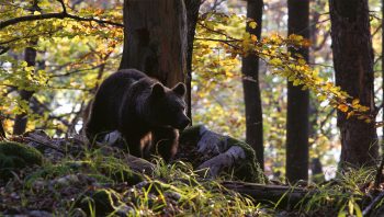 Ours brun