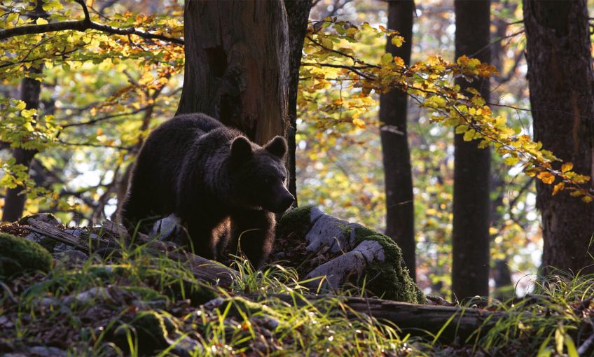 Pourquoi protéger l' ours ?