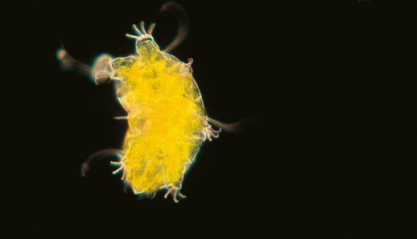 Tardigrade