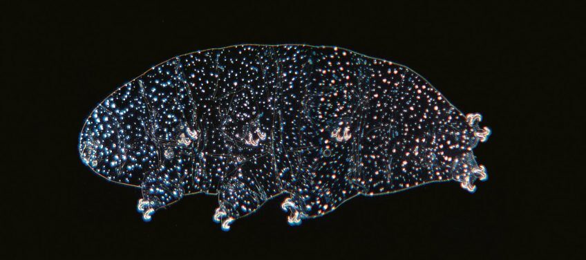 Peau de tardigrade Le tardigrade, p'tit bonhomme à huit pattes